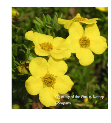 Potentilla f. 'Goldfinger' yellow flowers, image Courtesy of the Wm. A. Natorp Company